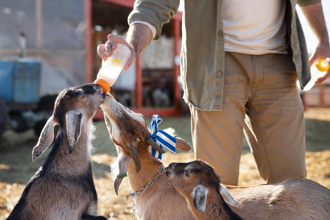 Boonah Agricultural Show