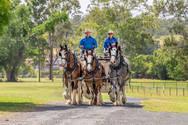 Clydesdale Spectacular Eat Local Month 