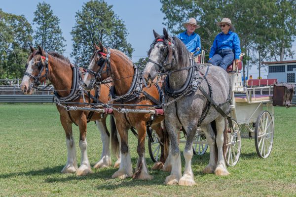 Clydesdale Spectacular Eat Local Month
