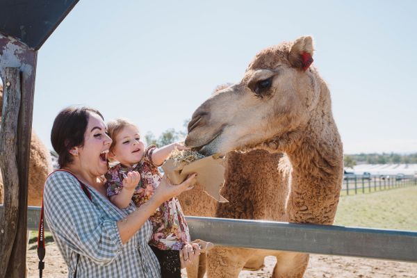 Kids Camel Farm Adventure Weekend Itinerary 