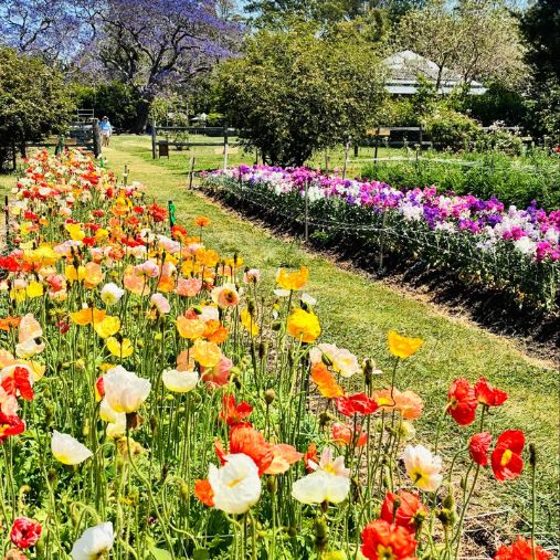 Elderflower Farm at Scenic Rim Flower Farm