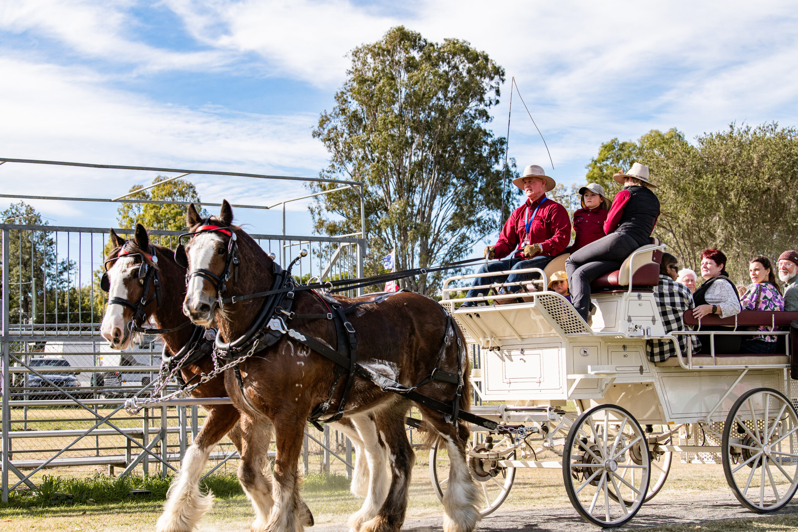 Clydesdales-horse-pulling-carriage