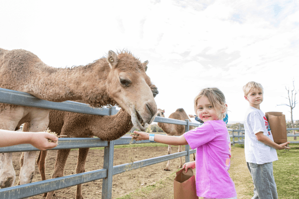 Little Farmer Humpty Day at Summer Land Camels
