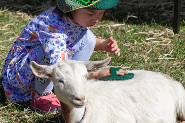 Winter Harvest Festival - Animal Farm